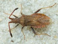 Coriomeris denticulatus