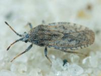 Tingis (Neolasiotropis) pauperata