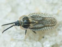 Dictyonota strichnocera