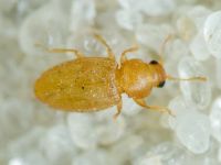 Latridiidae