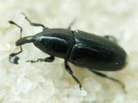 Labiaticola melas