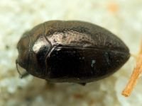 Buprestidae
