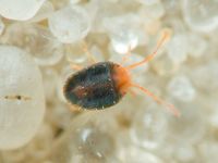 Arachnida