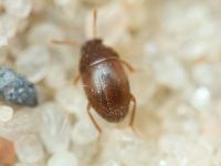 Leiodidae
