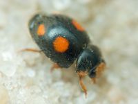 Coccinellidae