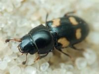 Glischrochilus (Librodor) quadrisignatus