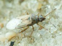 Nysius senecionis
