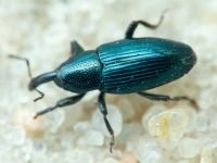 Aulacobaris lepidii