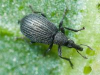 Apioninae