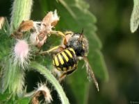 Anthidium manicatum