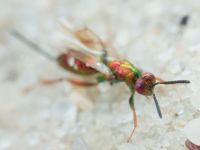 Torymus cupreus