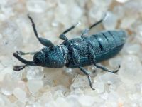 Mecinus janthinus