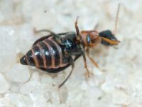 Attalus analis
