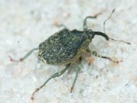 Parethelcus pollinarius