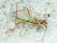 Miridae