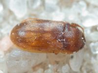 Mycetophagus piceus