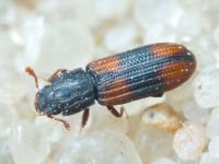 Bitoma crenata