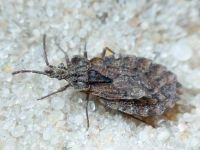 Aradus conspicuus