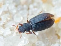 Coleoptera