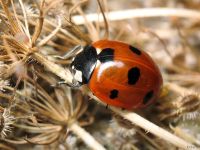 Coccinella septempunctata