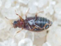 Latridiidae