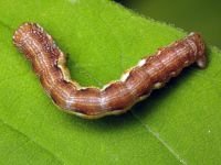 Erannis defoliaria