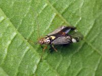 Rhabdomiris striatellus