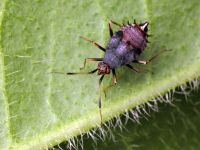 Deraeocoris ruber