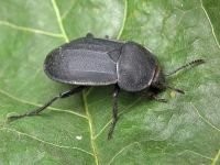Silpha obscura