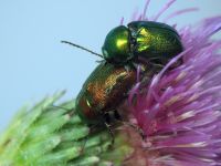 Cryptocephalus (Cryptocephalus) sericeus