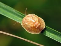 Eurygaster