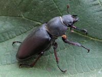 Lucanus cervus