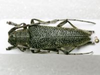 Cerambycidae