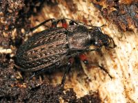 Carabus (Carabus) granulatus