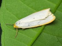 Cybosia mesomella