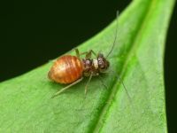 Psocoptera