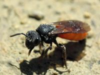 Sphecodes albilabris