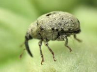 Cionus clairvillei