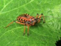 Rhynocoris iracundus