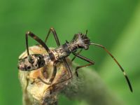 Camptopus lateralis