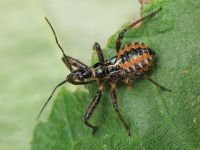 Rhynocoris iracundus