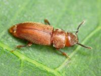 Antherophagus silaceus