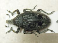 Larinus onopordi