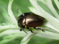 Chrysolina marginata
