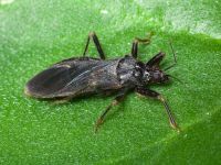 Reduvius personatus