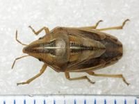 Aelia rostrata
