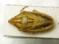 Aelia furcula