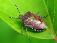 Dolycoris baccarum