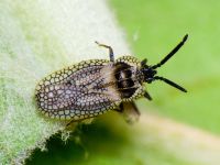 Dictyonota strichnocera