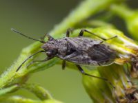 Nysius ericae